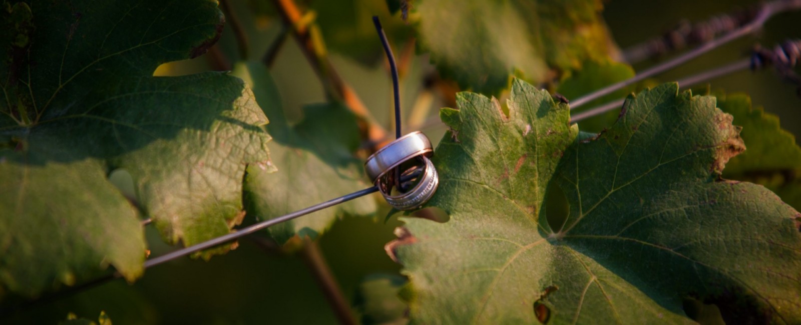 Svatba ve vinici Hotelu Kurdějov
