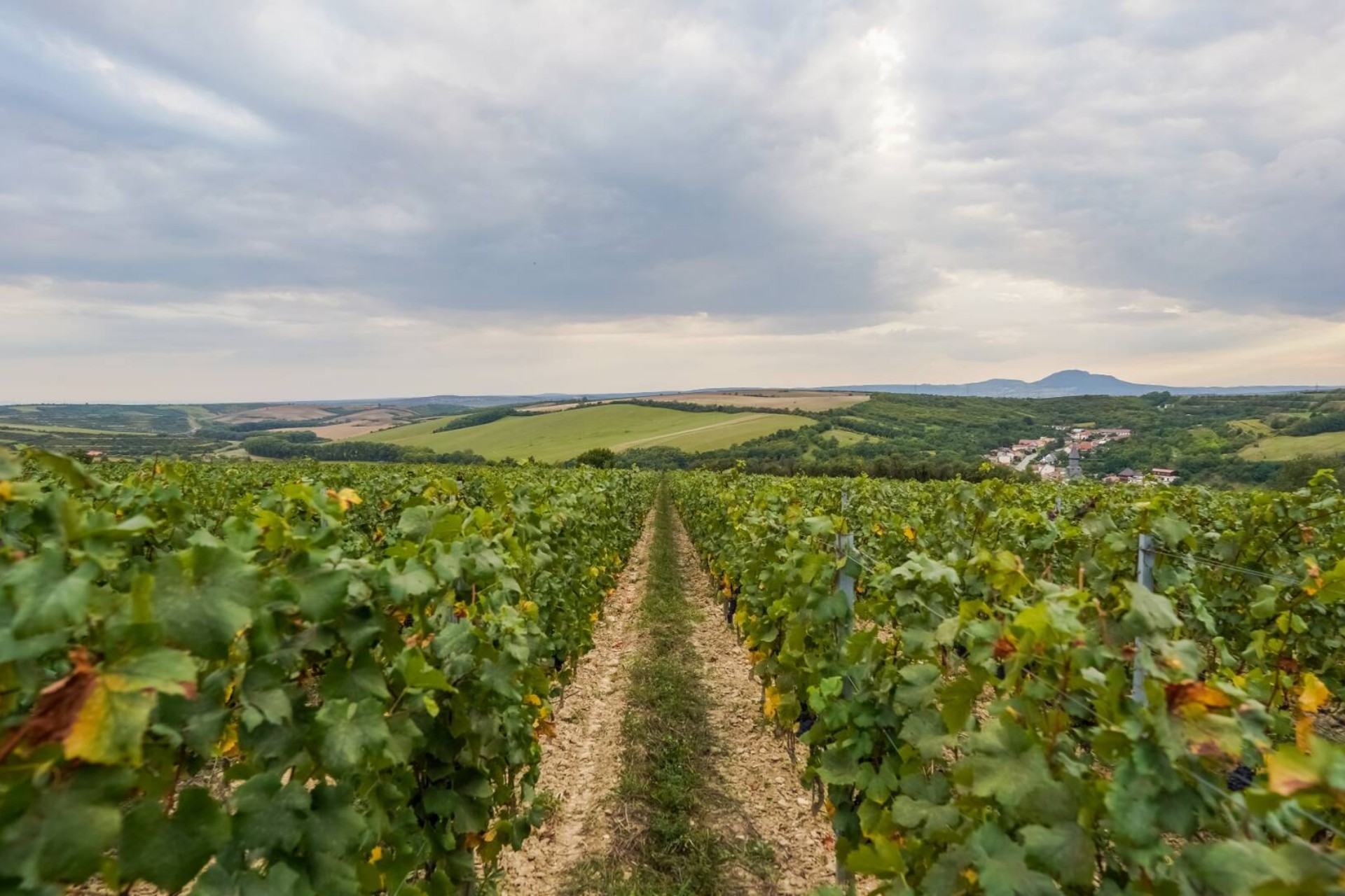 Moravská vinařská stezka v okolí Hotelu Kurdějov
